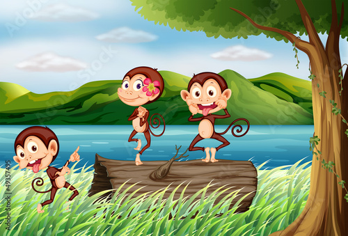 Three monkeys having fun