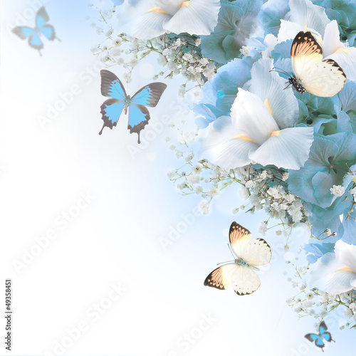 Fototapeta Naklejka Na Ścianę i Meble -  Flowers and butterfly, blue hydrangeas and white irises