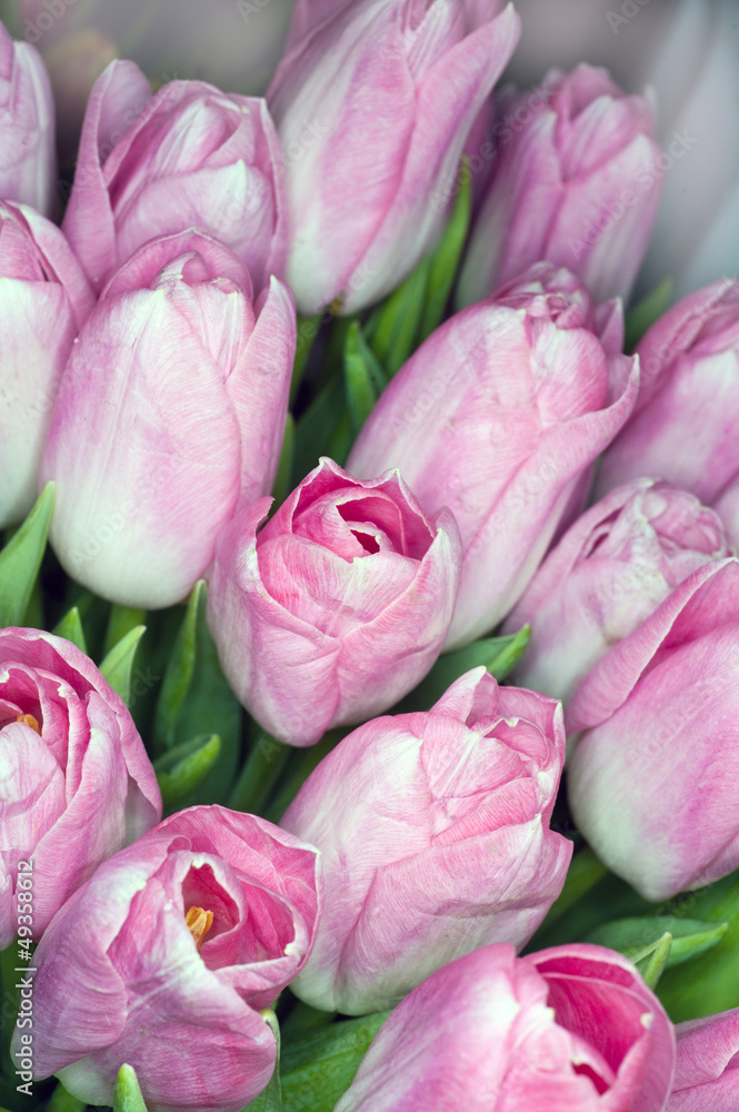 Obraz premium fresh tulips