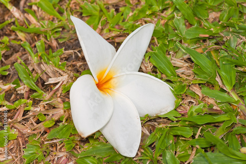 Branch of tropical flowers frangipani  plumeria 