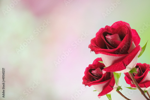 Beautiful red rose.