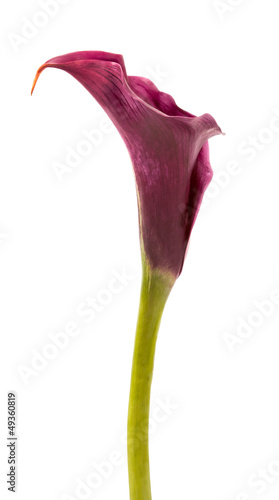 calla lilies