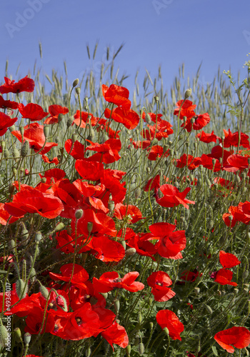 red poppies against a blue sky