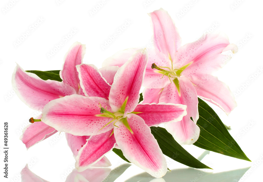 beautiful pink lily, isolated on white