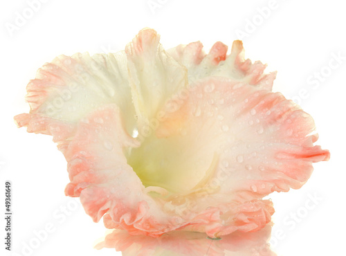 beautiful bud of pale pink gladiolus isolated on white