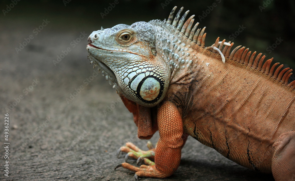 Fototapeta premium iguane rouge semi-arboricole