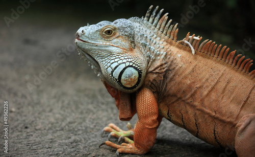 iguane rouge semi-arboricole