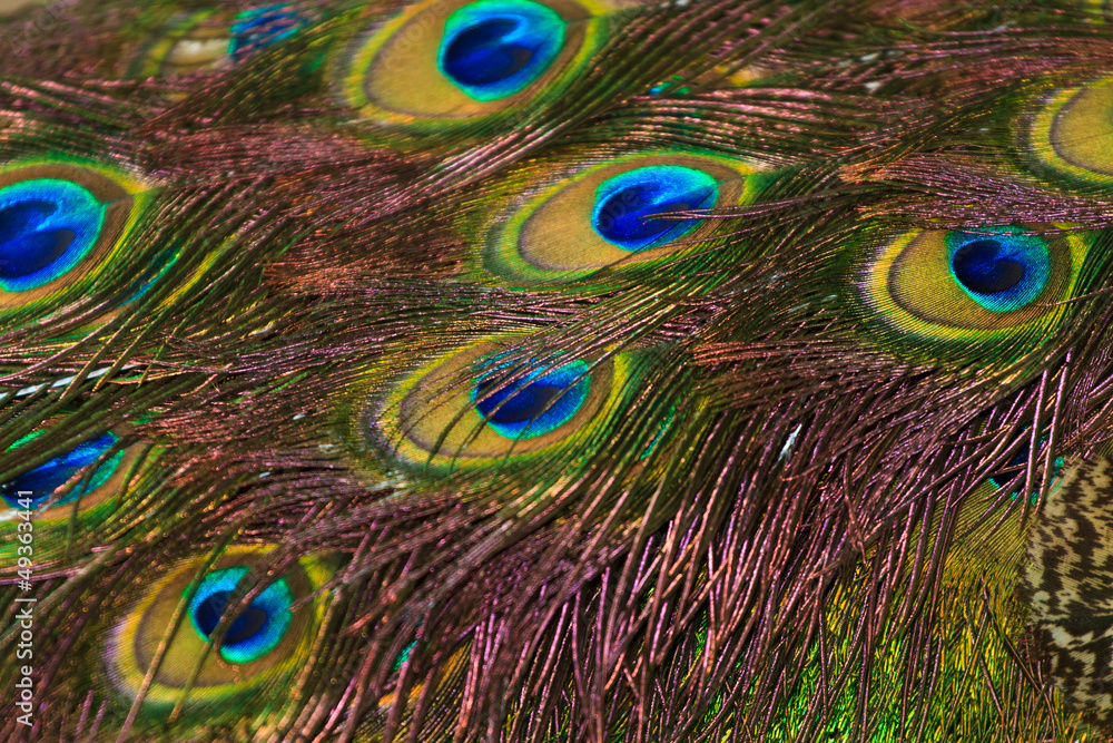 Fototapeta premium Peacock feathers