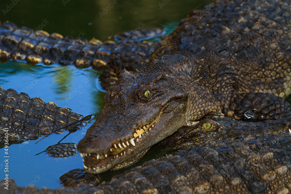Obraz premium Crocodiles in water