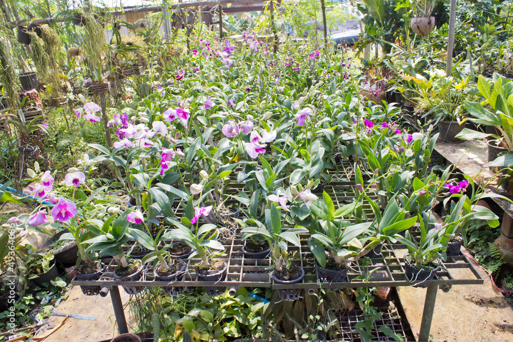 plant green house garden orchid flower nursery