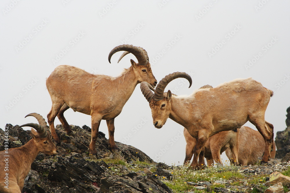 Mountain goats