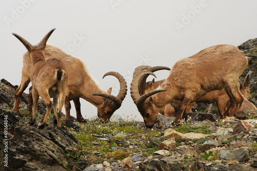 Mountain goats