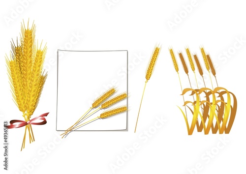 Bunch of wheat vector