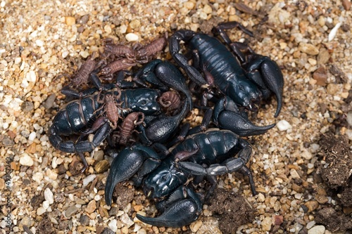 Scorpion and babies