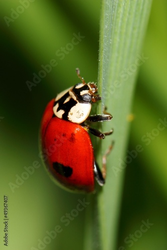 Fototapeta Ladybird on green grass. macro