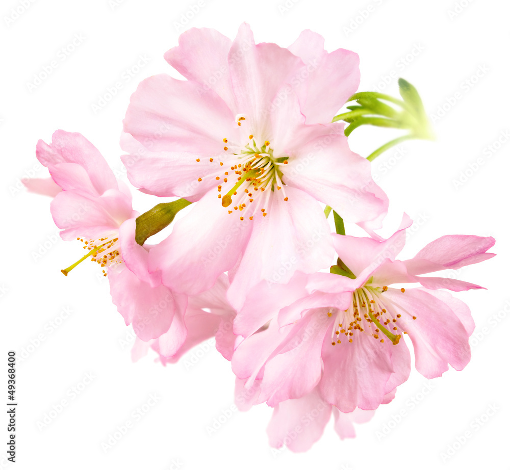 Naklejka premium Freigestellte Kirschblüten
