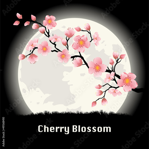 Cherry blossom at night.