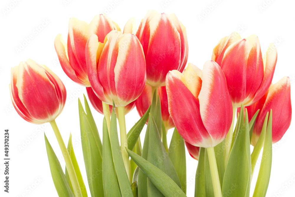 Bunch of tulips