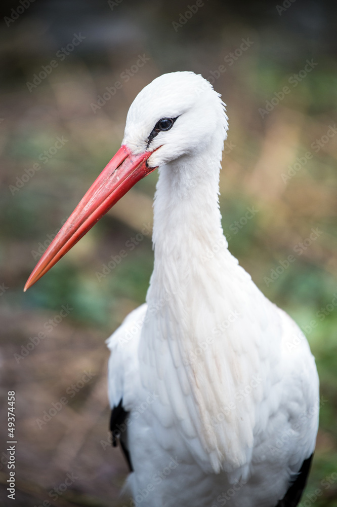 Fototapeta premium White Stork