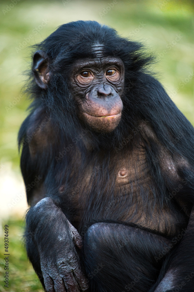 Bonobo Chimp