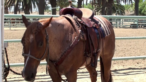 Saddled horse at the manege