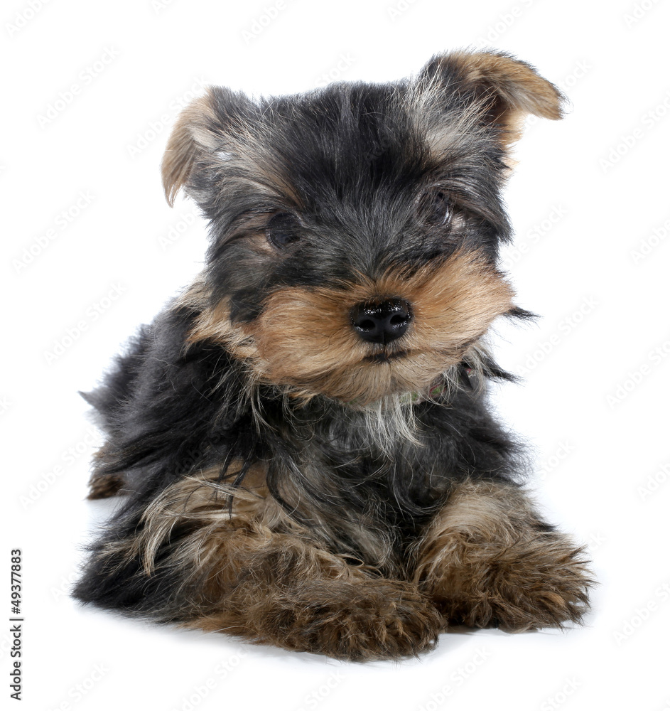 Yorkshire Terrier Yorkie Puppy