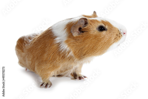 Wallpaper Mural Guinea pig little pet rodent Torontodigital.ca