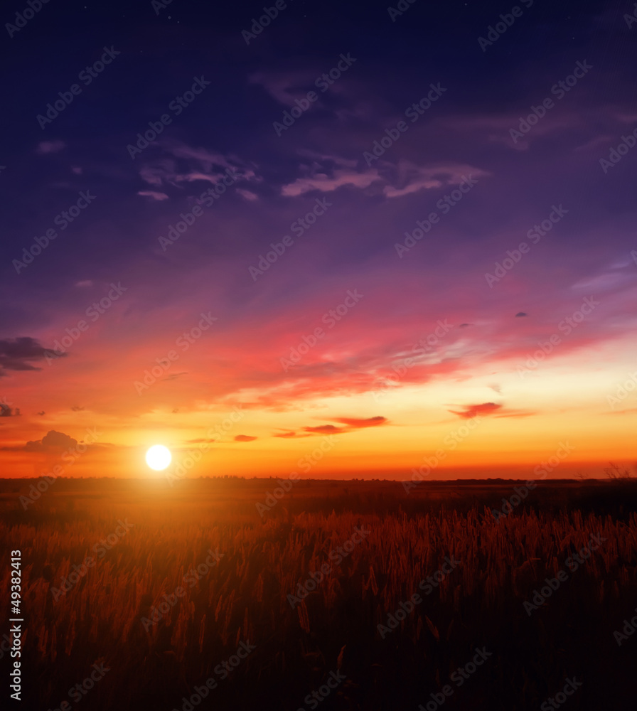 Fototapeta premium sunset in the field