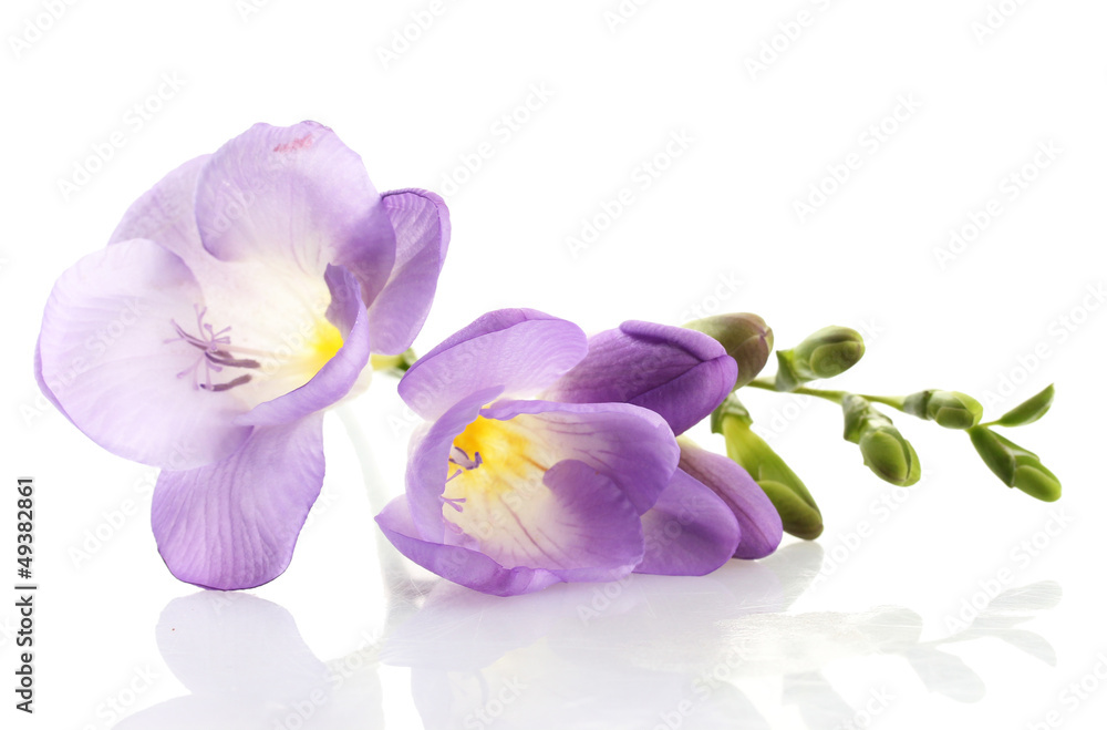 Purple freesia flower, isolated on white Purple freesia flower, isolated on white