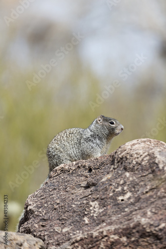 Ground squirrel in Arizona
