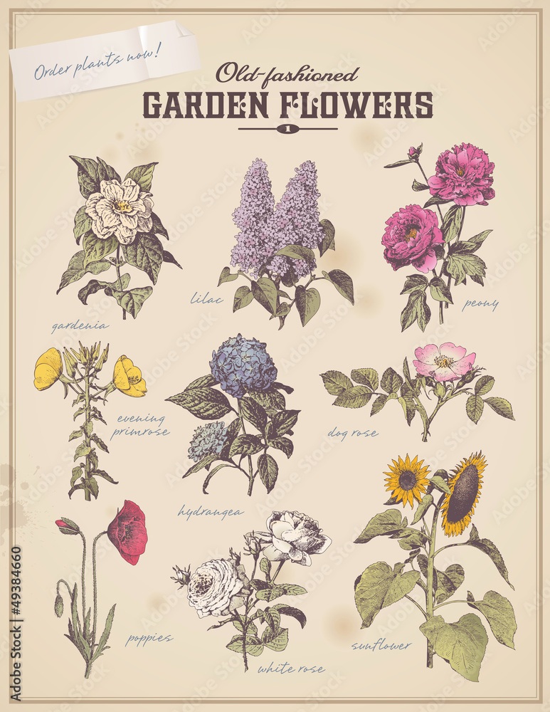 Naklejka premium florist's placard with 9 vintage garden flowers