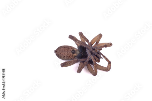 Wolf Spider Dead photo