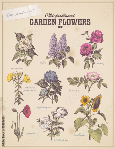 Papier peint florist's placard with 9 vintage garden flowers