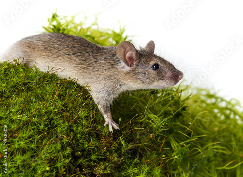 mouse on a green moos © Vera Kuttelvaserova