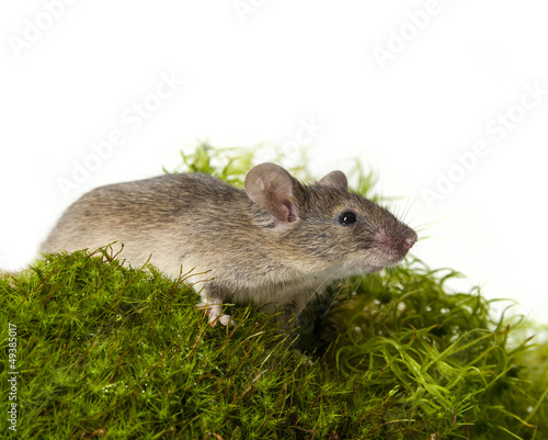 mouse on green moos