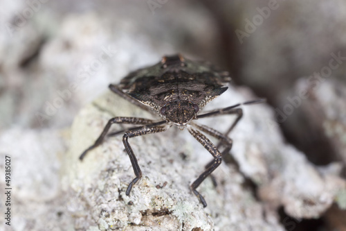 Shield bug on tree  extreme close up with high magnifcation