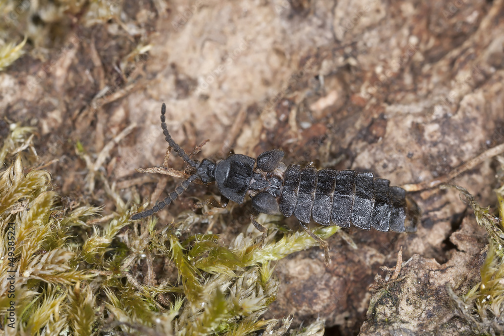 European lesser Glow worm, Phosphaenus hemipterus European lesser Glow worm, Phosphaenus hemipterus