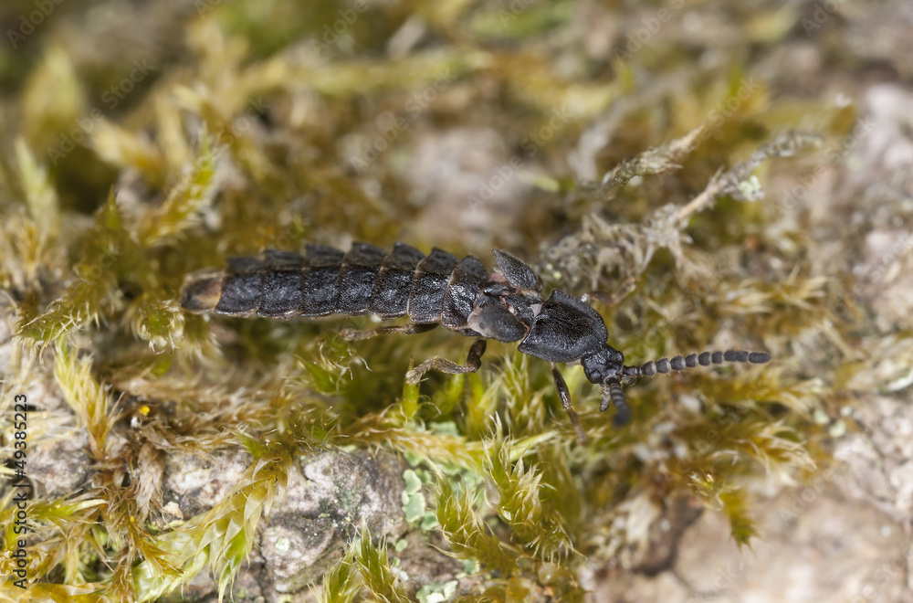 European lesser Glow worm, Phosphaenus hemipterus European lesser Glow worm, Phosphaenus hemipterus