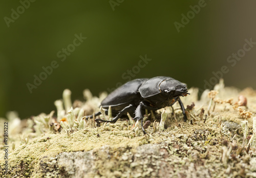 Female Stag beetle, Lucanus cervus on oak, macro photo © Henrik Larsson