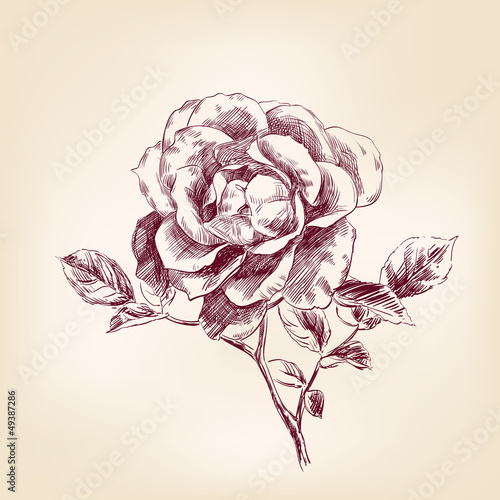 hand drawn roses