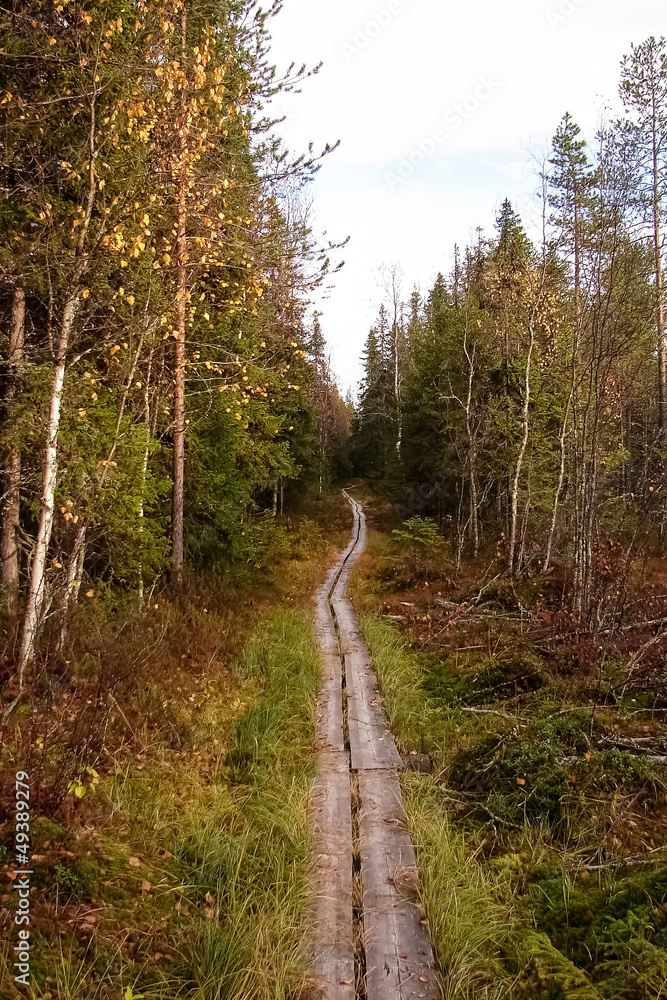 Fototapeta premium wooden footpath in forest