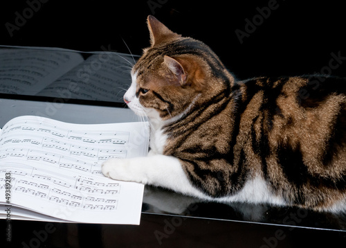 Tableau sur toile Gatto sul pianoforte con spartito - Cat on piano