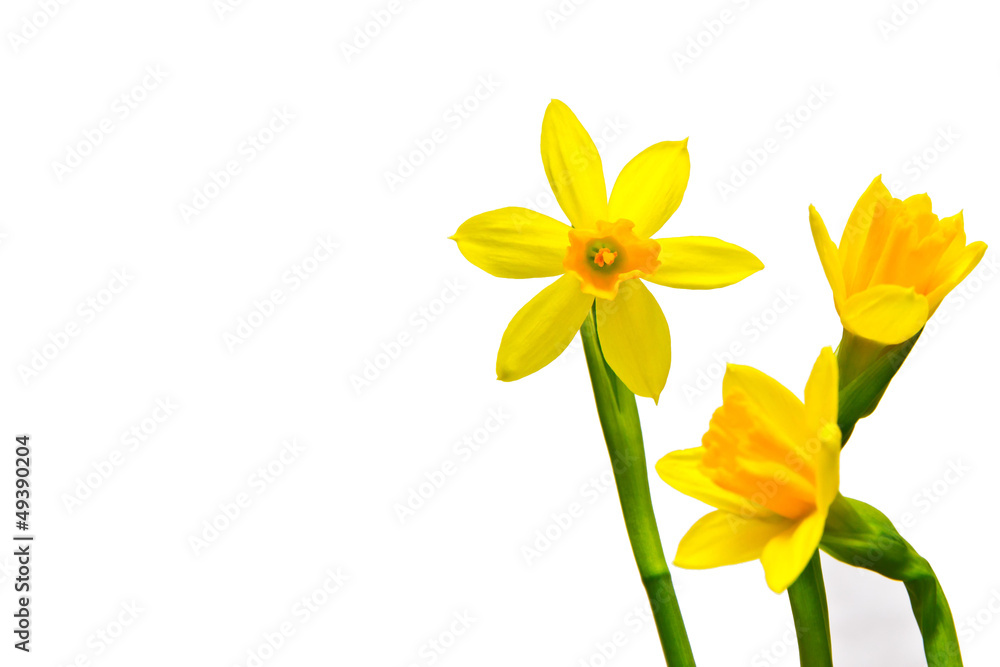 Fototapeta premium Frühling