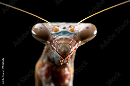 Bilde på lerret Praying mantis, isolated on black, body length 60mm