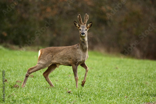 chevreuil © Jarlan