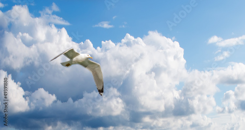 seagull and sky