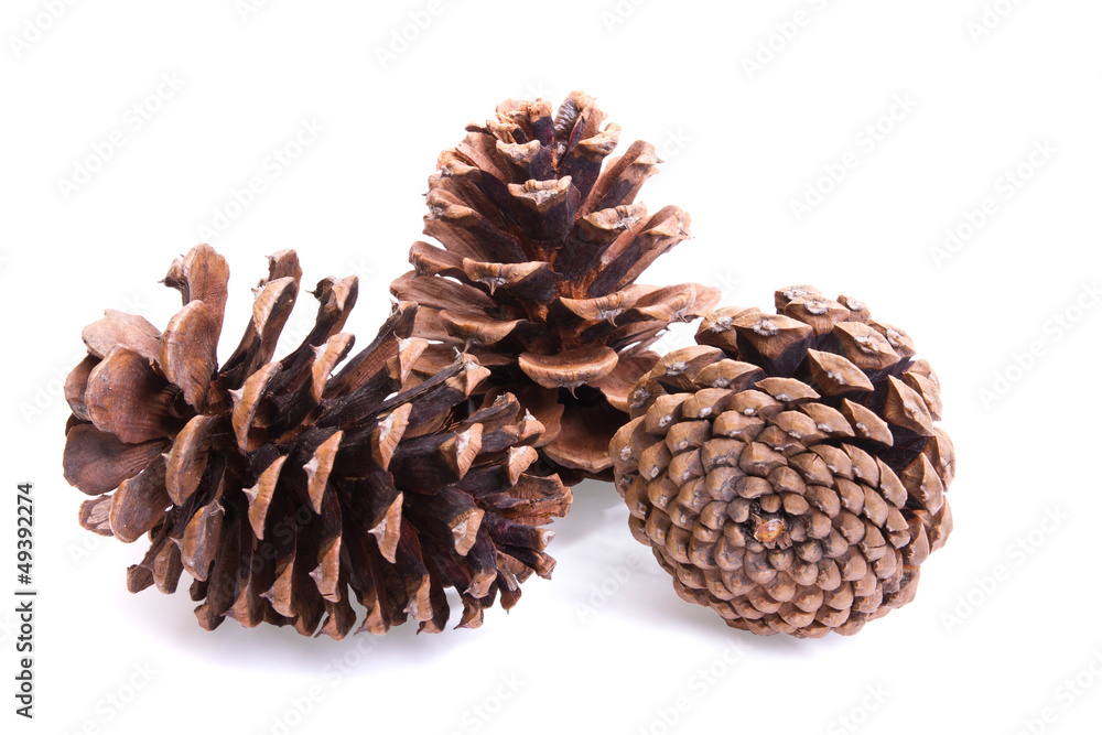 Three fir cones on a white Three fir cones on a white