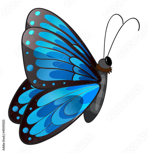 A blue butterfly