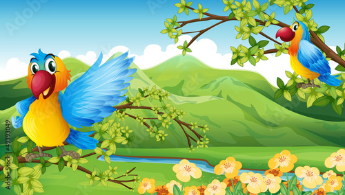 Birds and a mountain