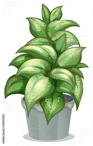 A leafy plant